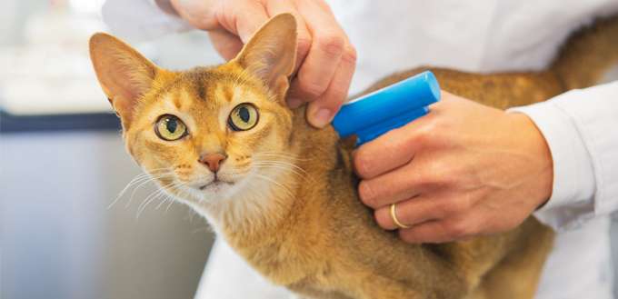 Why Microchip Your Cat: Should Kittens Get Microchip IDs