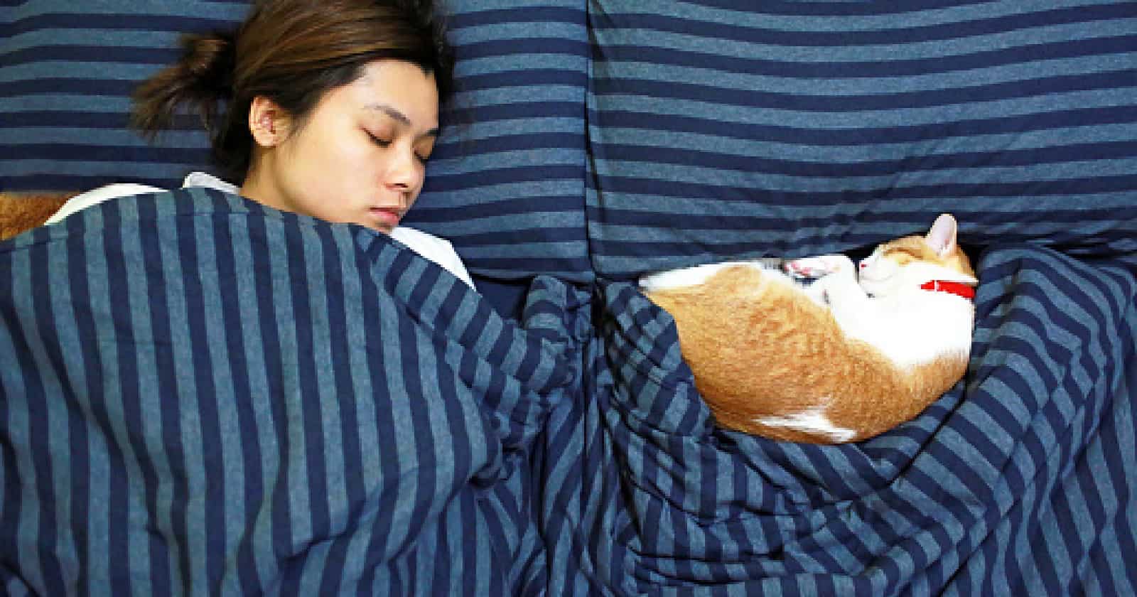 11 Fascinating Reasons Why Cats Like to Sleep With Their Owners