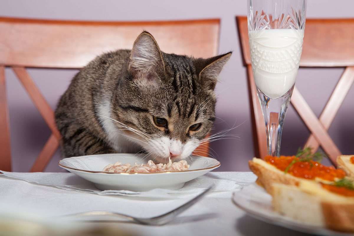 17 Human Foods that Cats Can Safely Eat