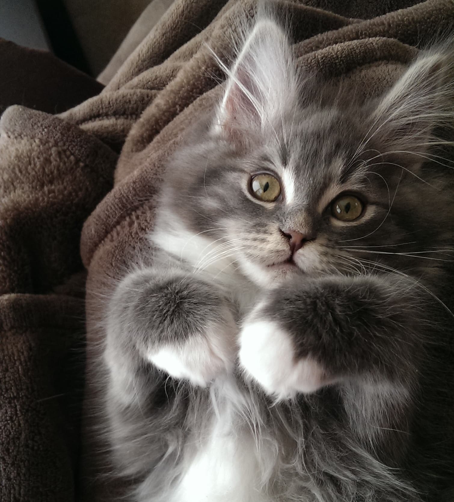 20 photos of beautiful Maine Coon cats that prove they are beyond majestic