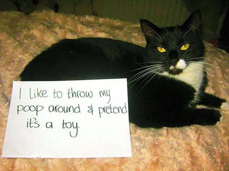 22 Cats Getting Shamed For Being Absolute J*rks (New Pics)