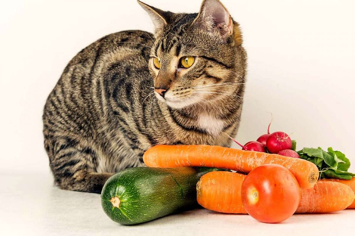 27 Fruits &  Vegetables That Cats CAN Eat (with Pictures)