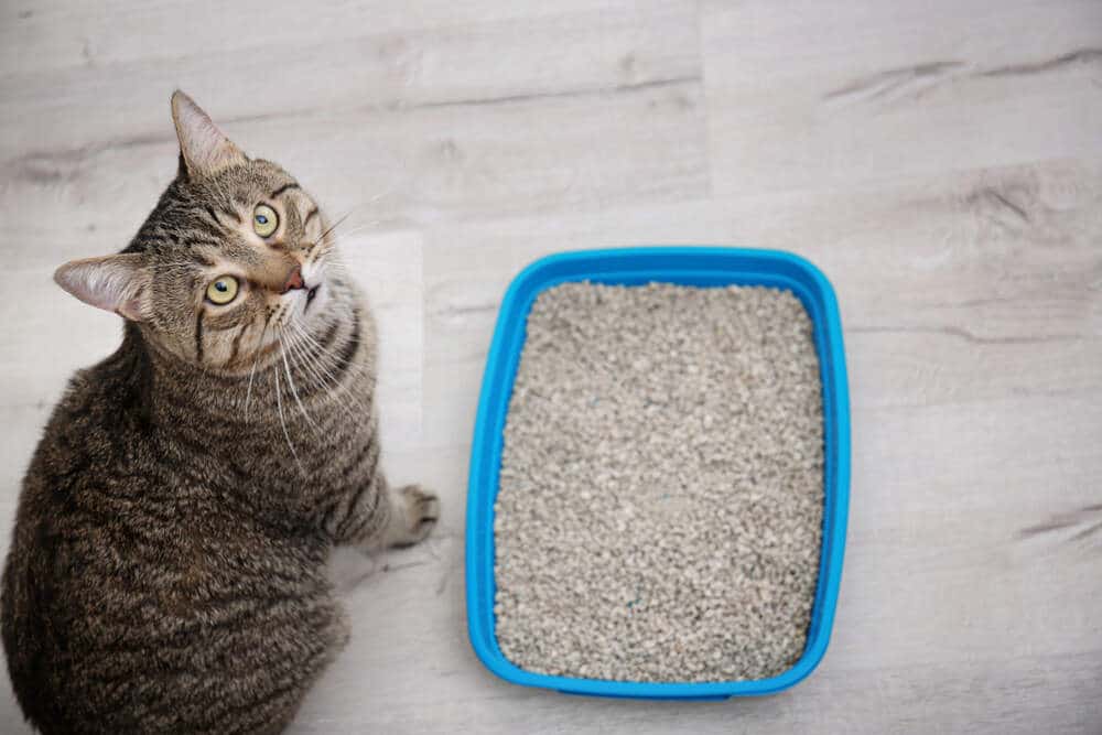 6 Tips to Get Your Cats to Cover Their Poop