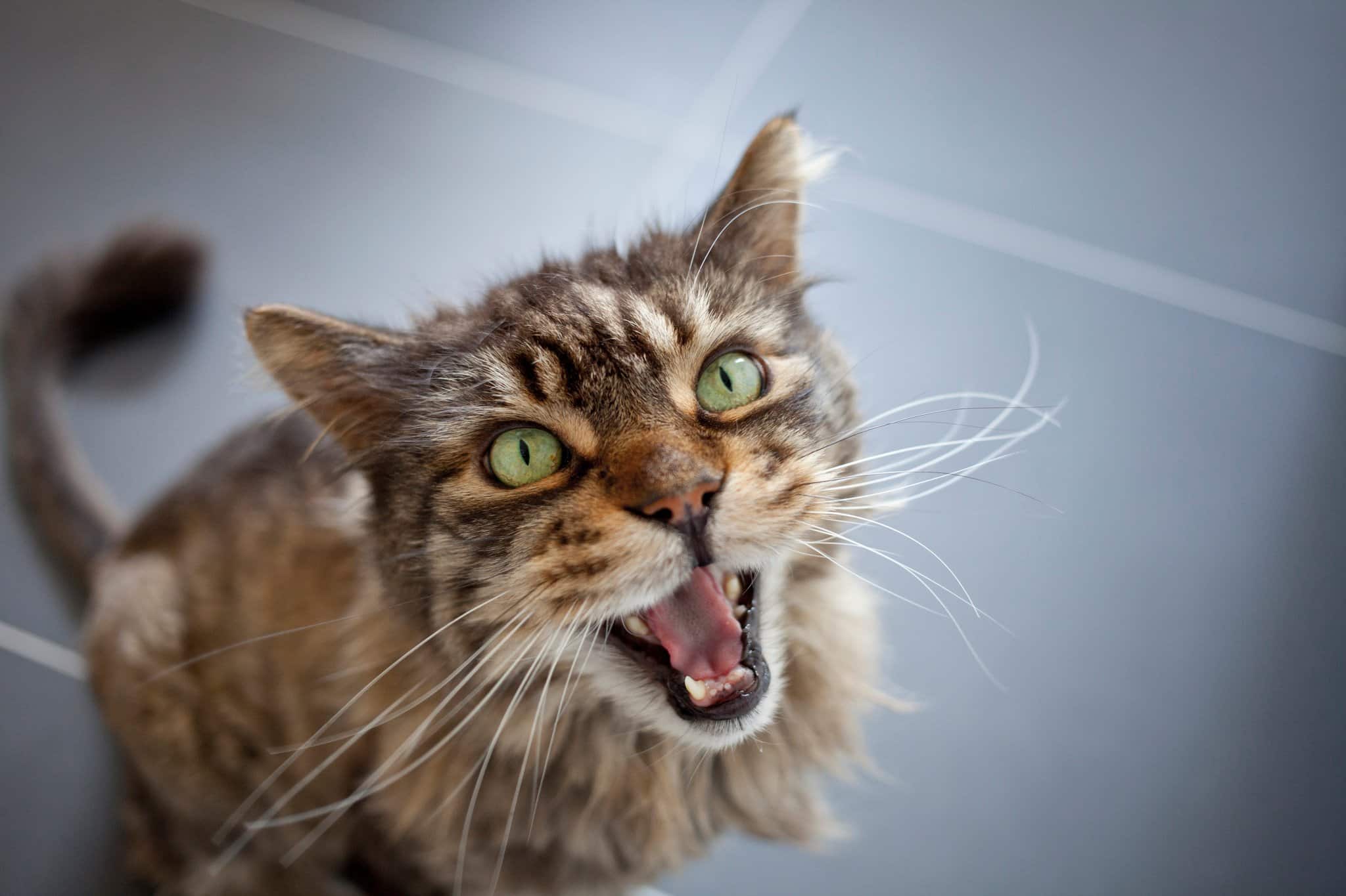 7 Reasons Your Cat May Be Meowing Constantly