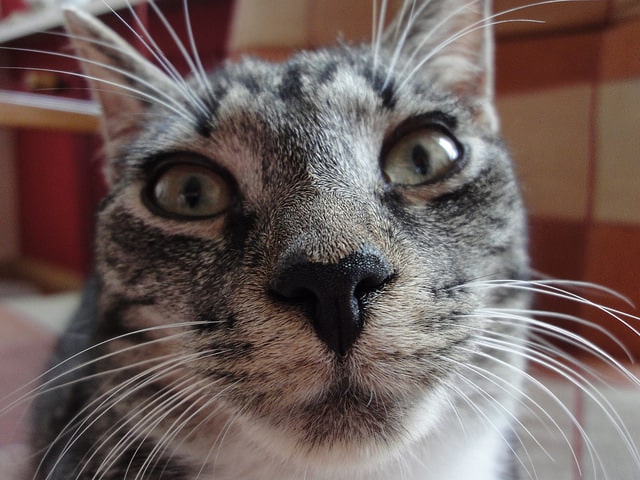7 Ways Cats Use Their Senses Of Smell