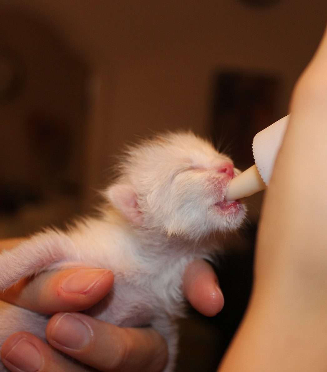 Animal Clinic at Thorndale, p.c.Newborn Kitten Care