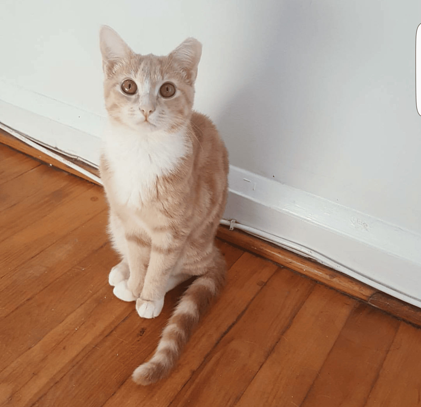 Are Orange Female Cats Really That Rare?