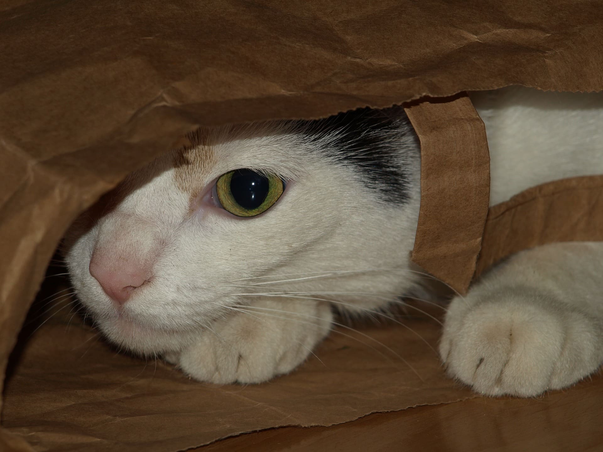 Are Plastic Bags Hazardous to Cat