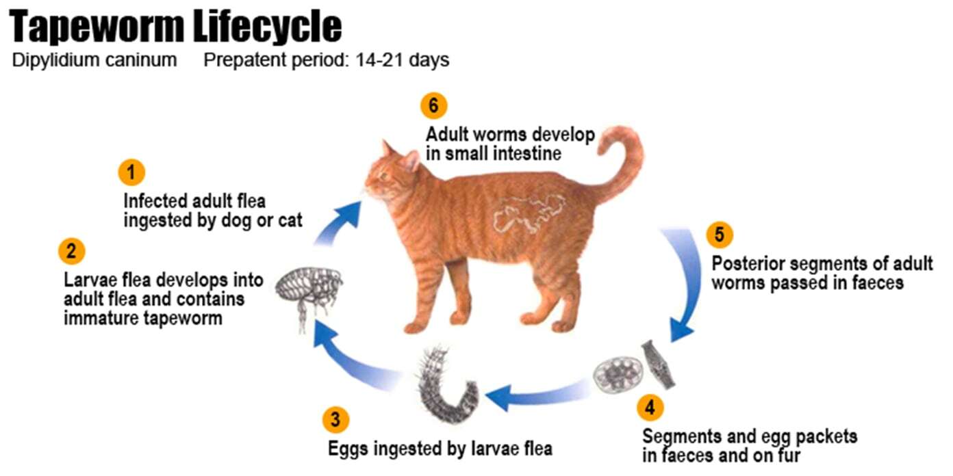 Are You Worried That Your Feline Has Parasites? Here Is How to Tell If ...