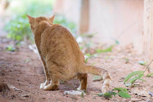 At What Age Do Male Cats Start Mating