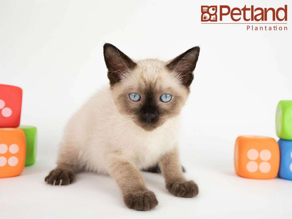 Balinese Cat For Sale Florida