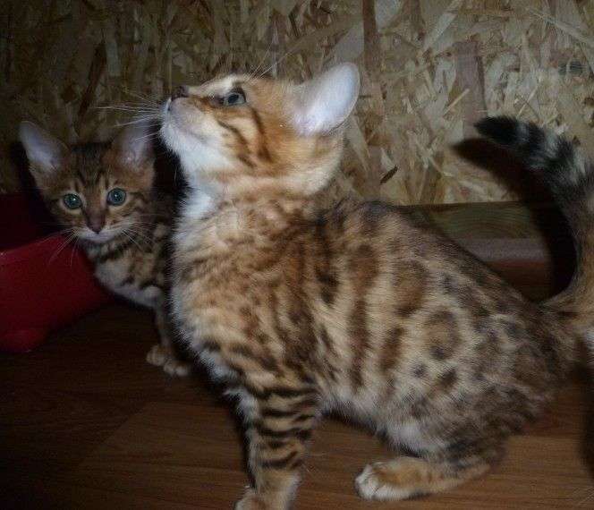 Bengal Cats For Sale