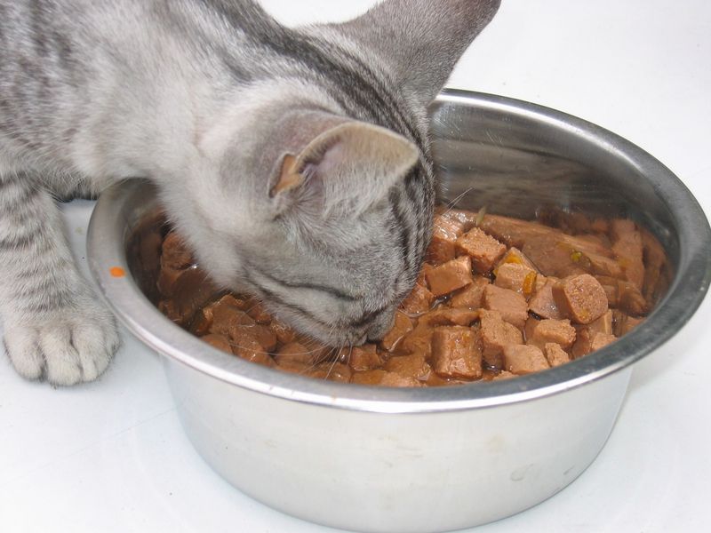 Best Cat Food for Kidney Disease to Try