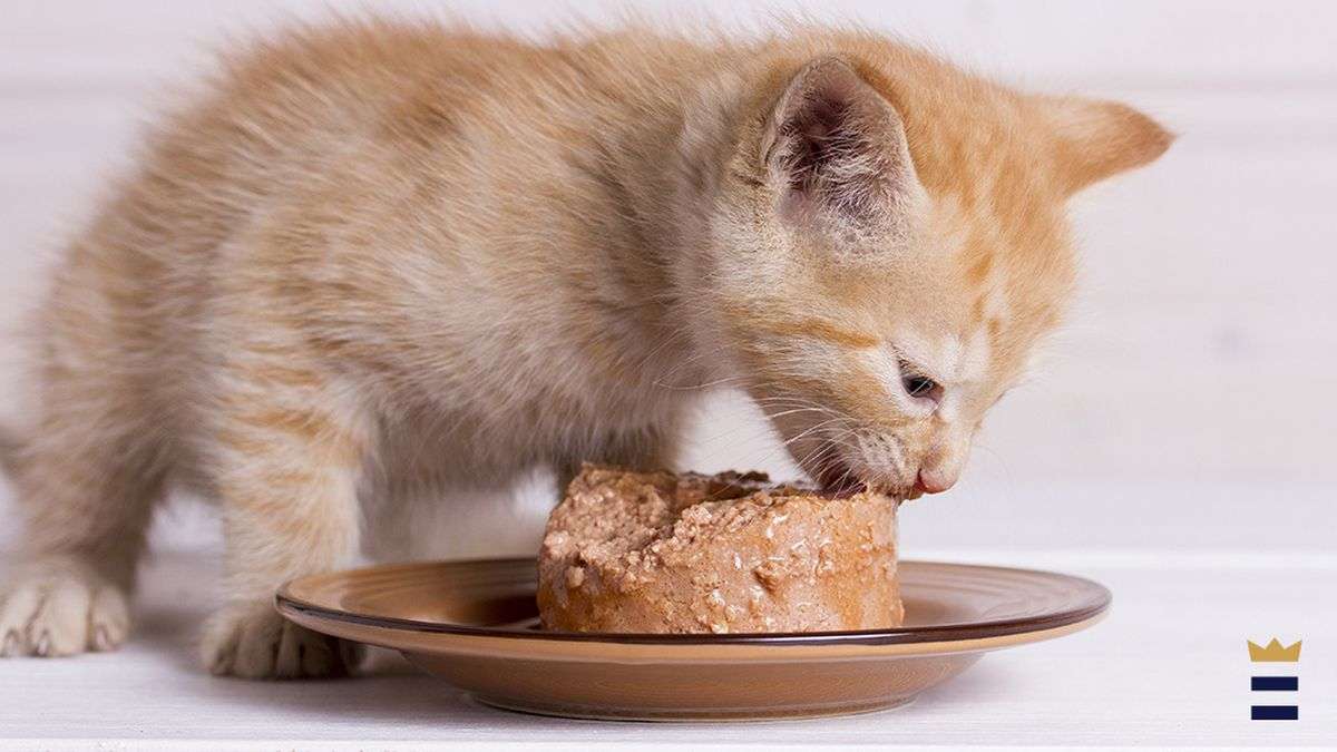 Best kitten wet food
