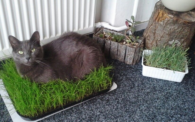 Best thing you can do for your indoor cats! Grow grass! They love it ...