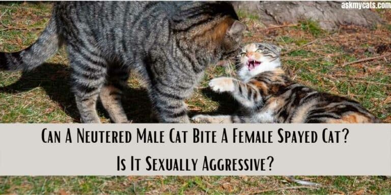 Can A Neutered Male Cat Bite A Female Spayed Cat? Is It Sexually ...