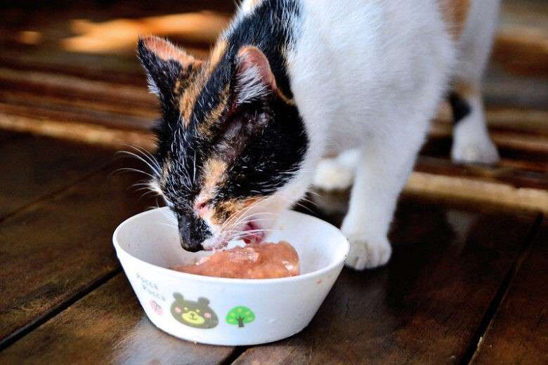 Can Cats Eat Tuna? The Dangers You Need To Be Aware Of