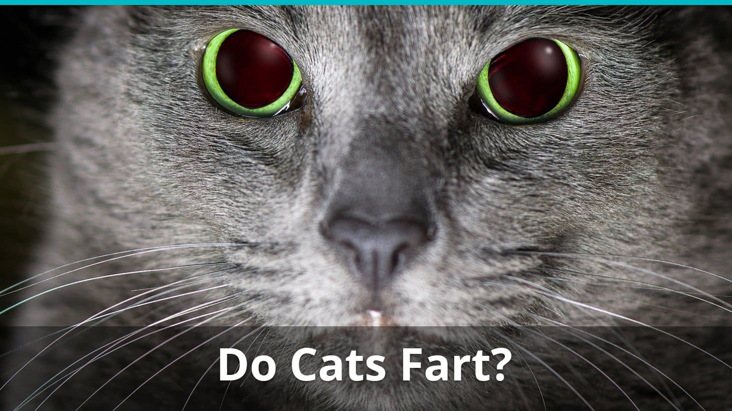 Can Cats Fart, Pass Gas, Flatulate, Or Let One Rip?