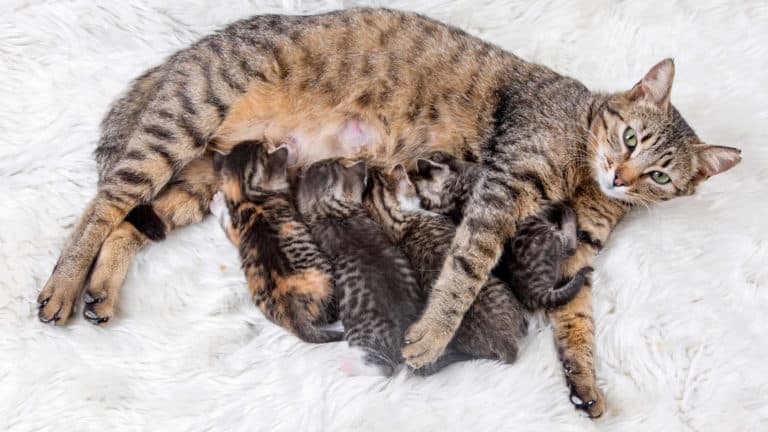 Can Cats Get Pregnant While Nursing?