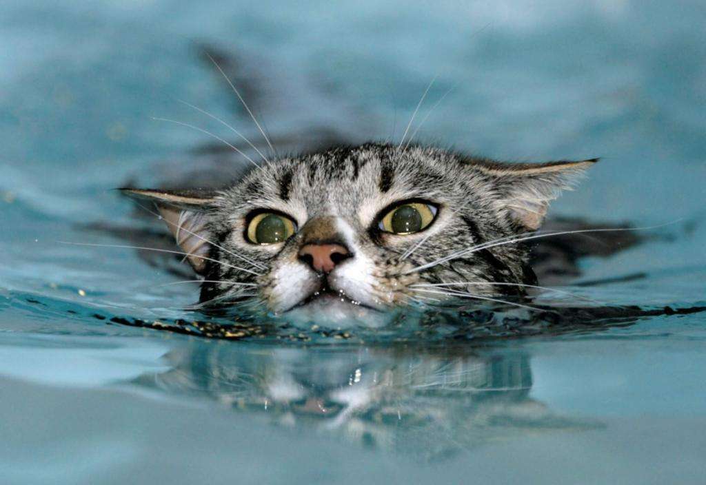 Can cats swim and if so why do they not like water?