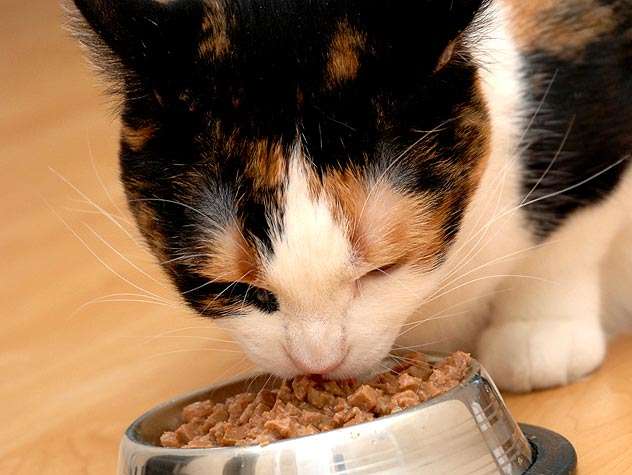 Can I Leave Wet Cat Food Out Overnight: Comprehensive Analyses  CattyBox