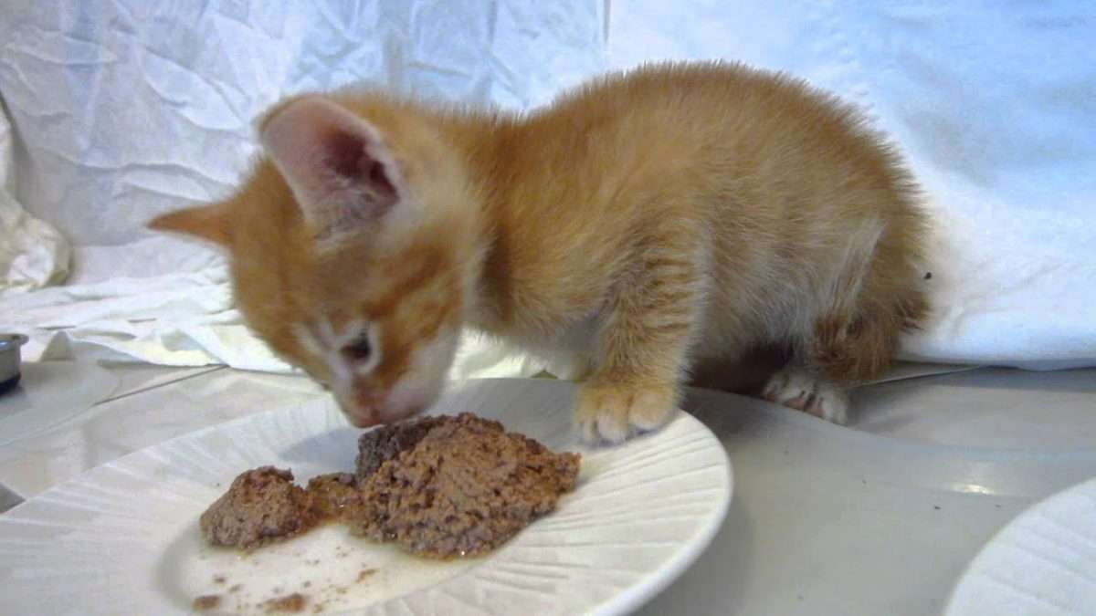 Can Kittens Eat Tuna? (Do Kittens Enjoy Tuna Meal)?
