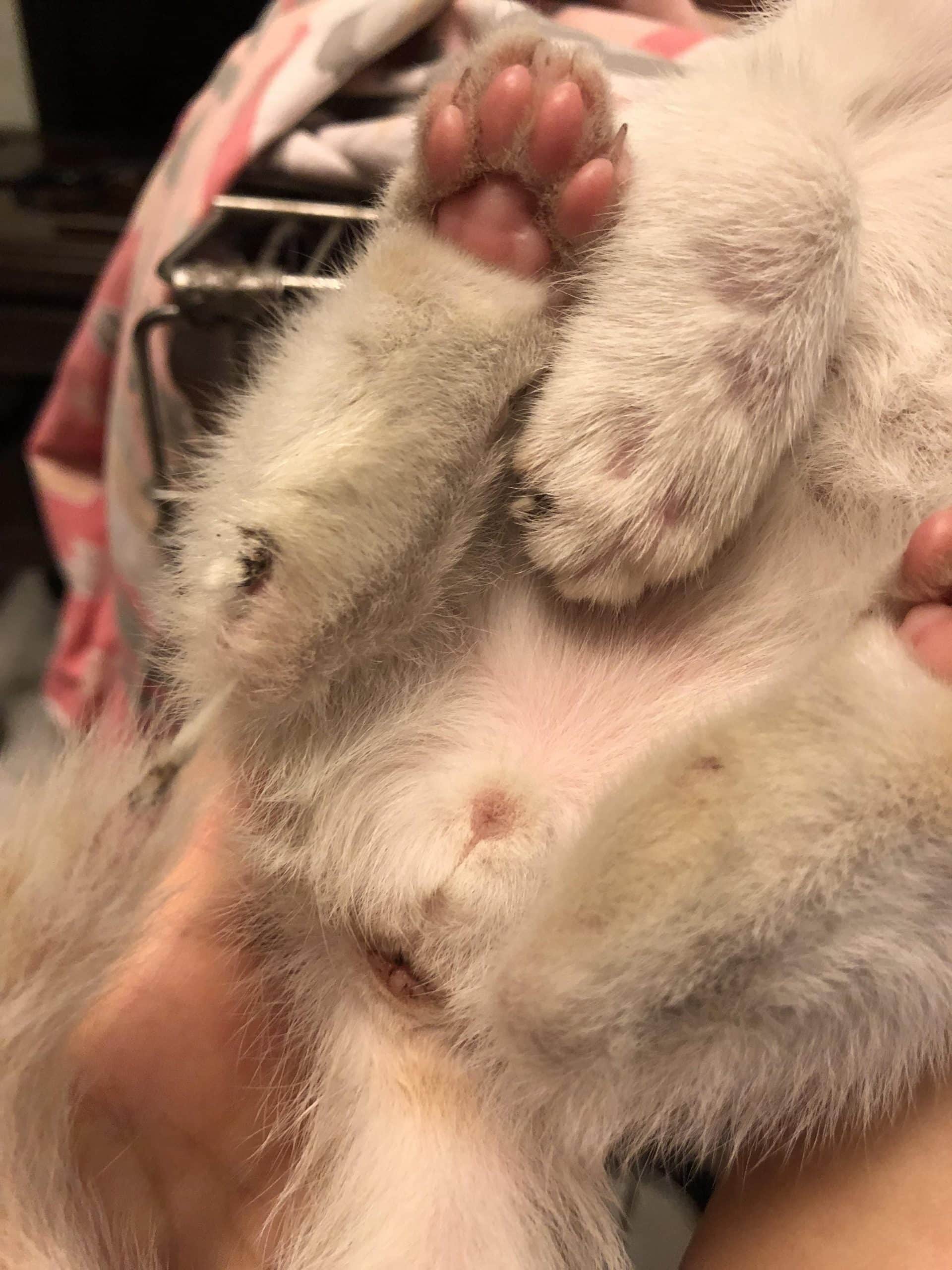 Can someone please help identify the gender of this kitten?
