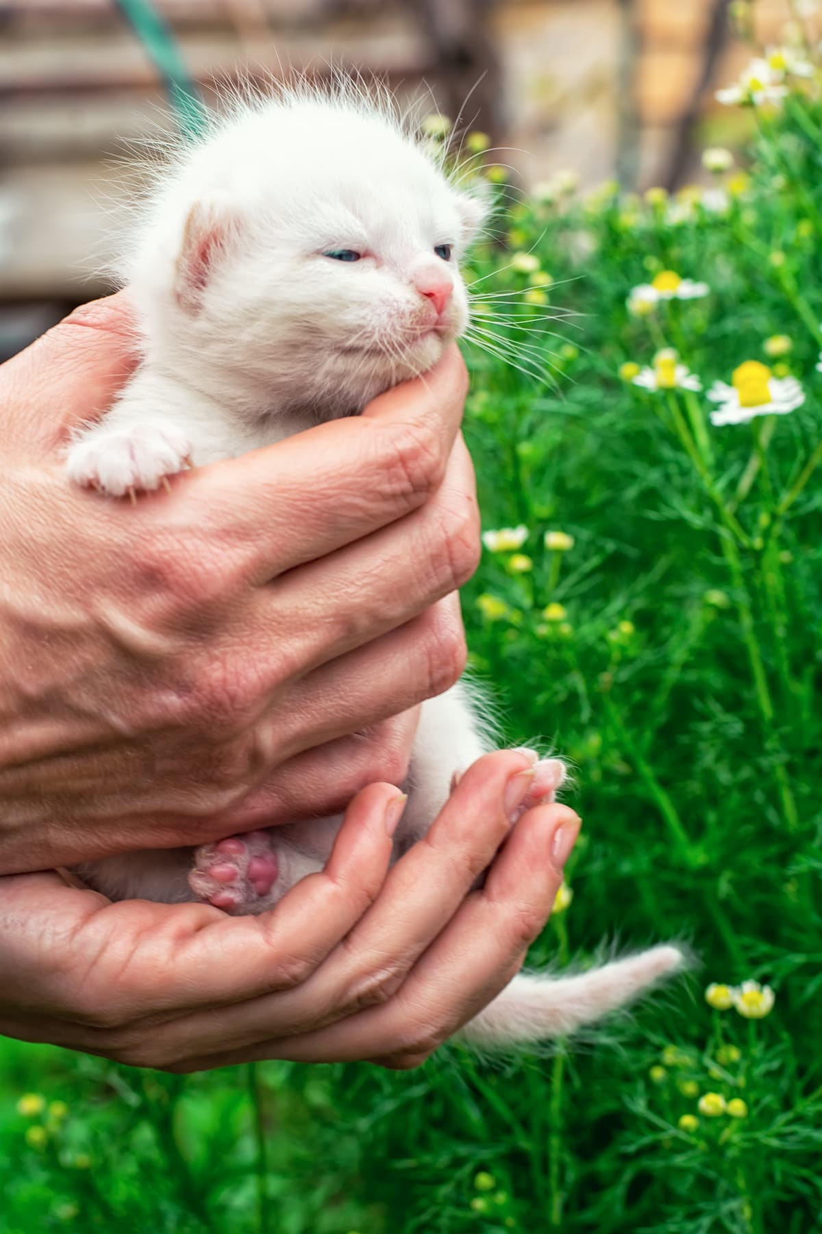 Can You Touch Newborn Kittens  Safely Handling Your Pet  FAQcats.com
