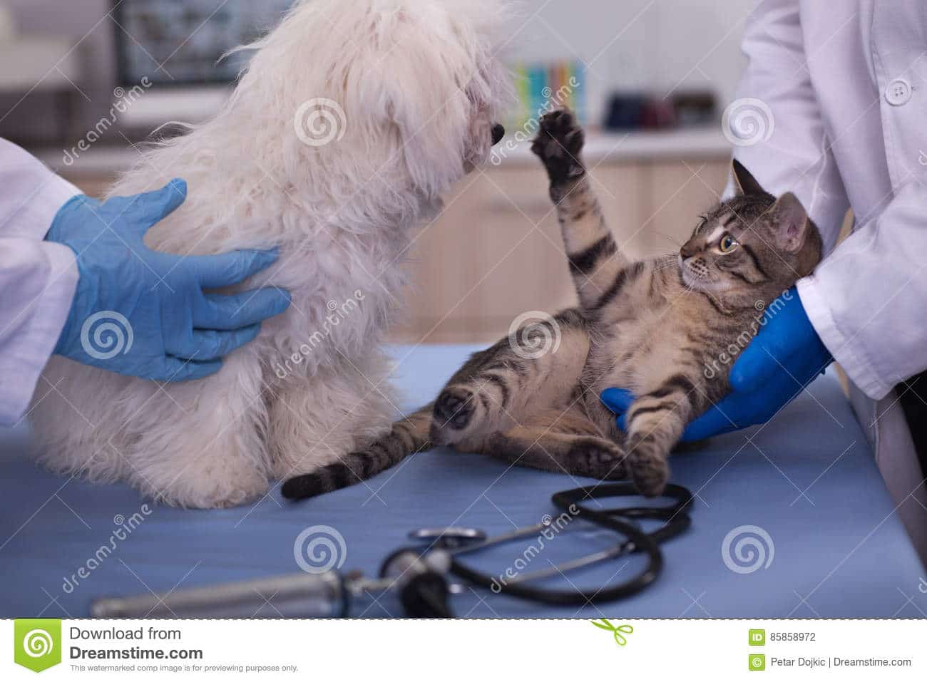 Cat and dog in vet clinic stock photo. Image of professional