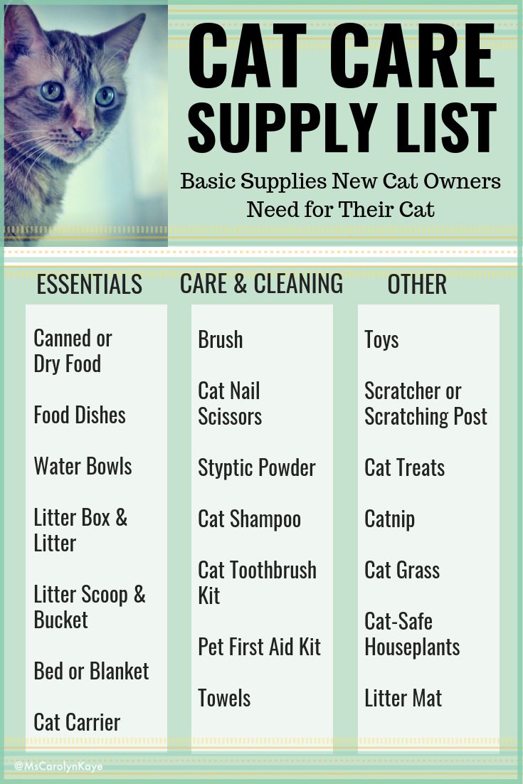 Cat Care 101: A Guide for New Cat Owners