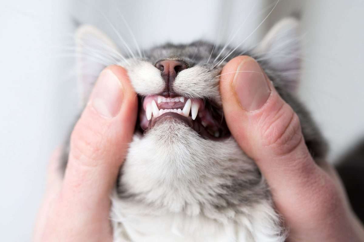 Cat Dental Exams: What You Need to Know About Cat Teeth Cleaning ...