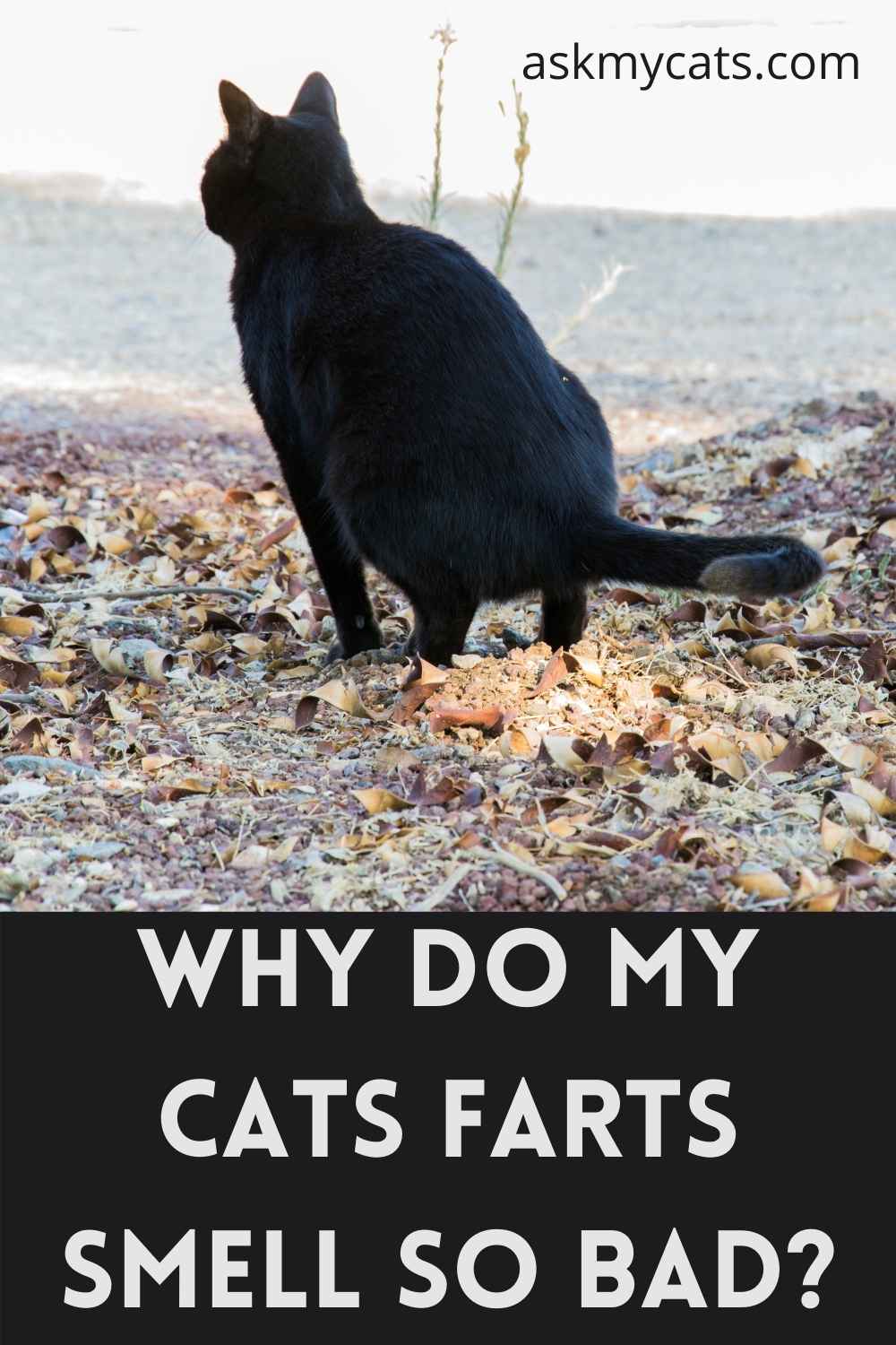 Cat Farts Smell Like Death? Is Theres A Way Out?