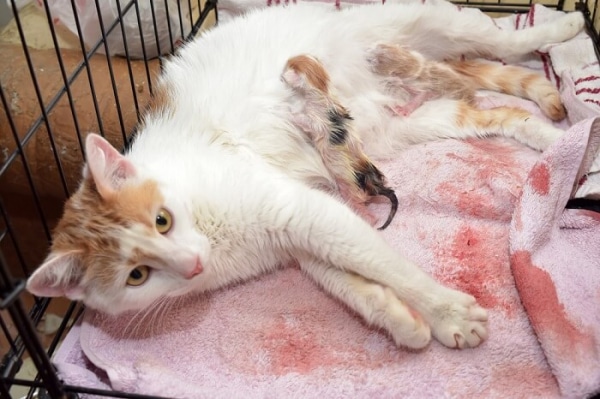 Cat Giving Birth: What You Need To Know