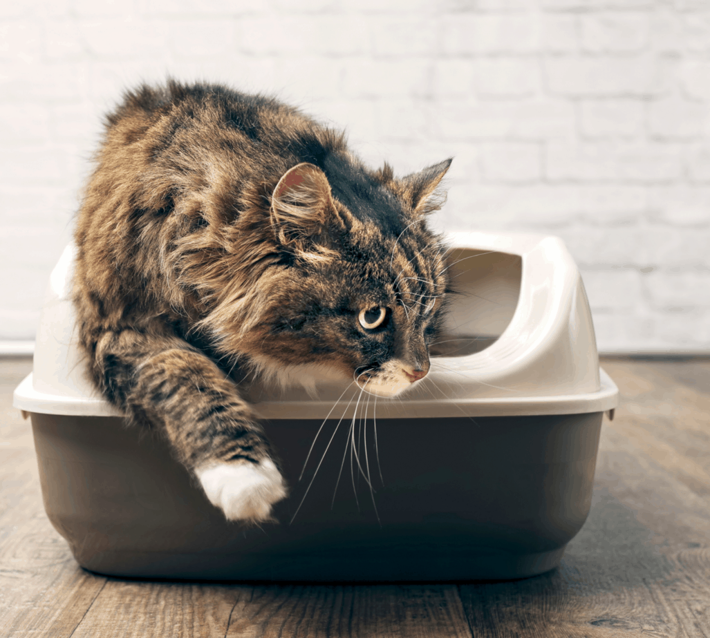 Cat Litter Box Management, Best Practices and Troubleshooting