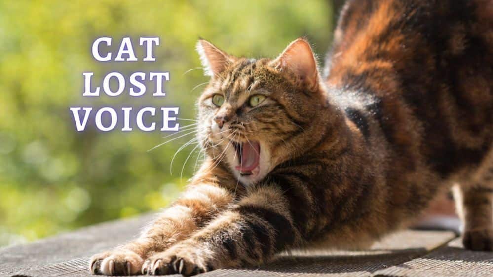 Cat Lost Voice: Why my Cat