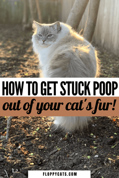 Cat Poop &  Diarrhea Stuck To Fur? Prevent Cat Poop Stuck on Fur