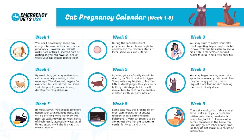 Cat Pregnancy Calendar