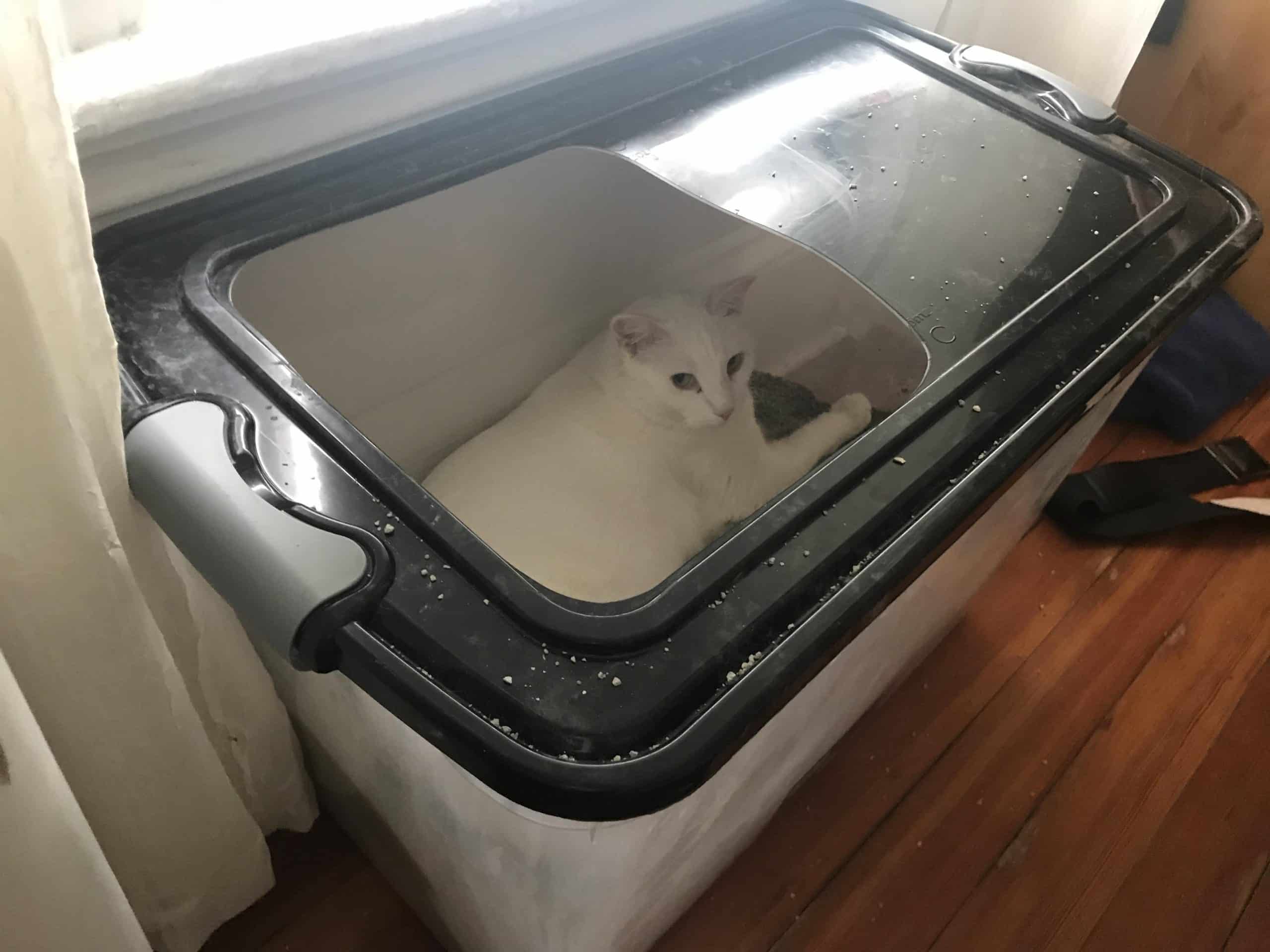 Cat Sleeping In Litter Box