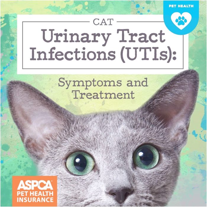 Cat Urinary Tract Infection Symptoms