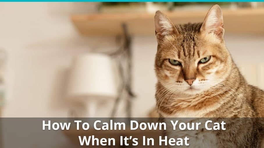 Cats In Heat Painful ~ designerswicker