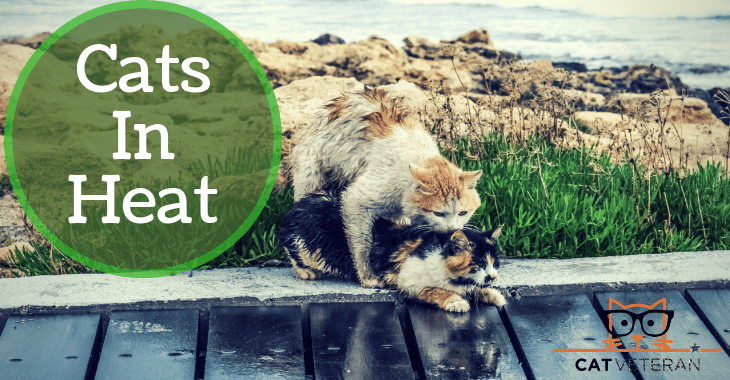 Cats In Heat: What Does It All Mean When It Happens (HOW LONG IS IT)