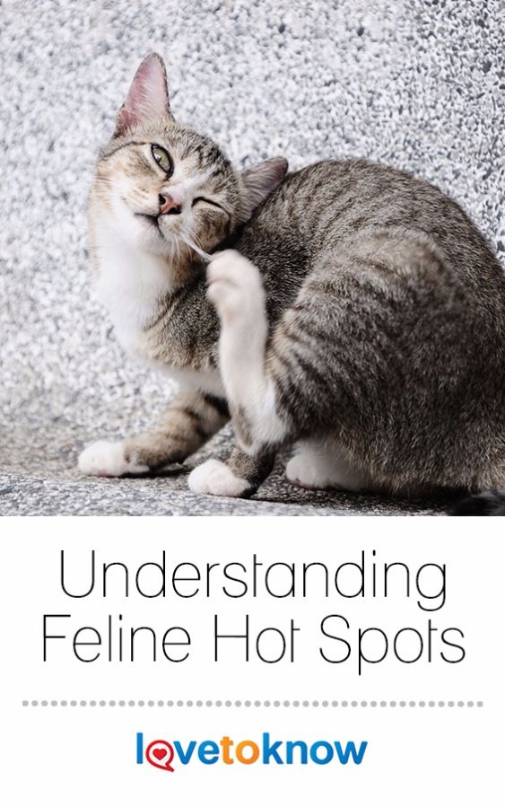 Causes and Treatment of Feline Hot Spots