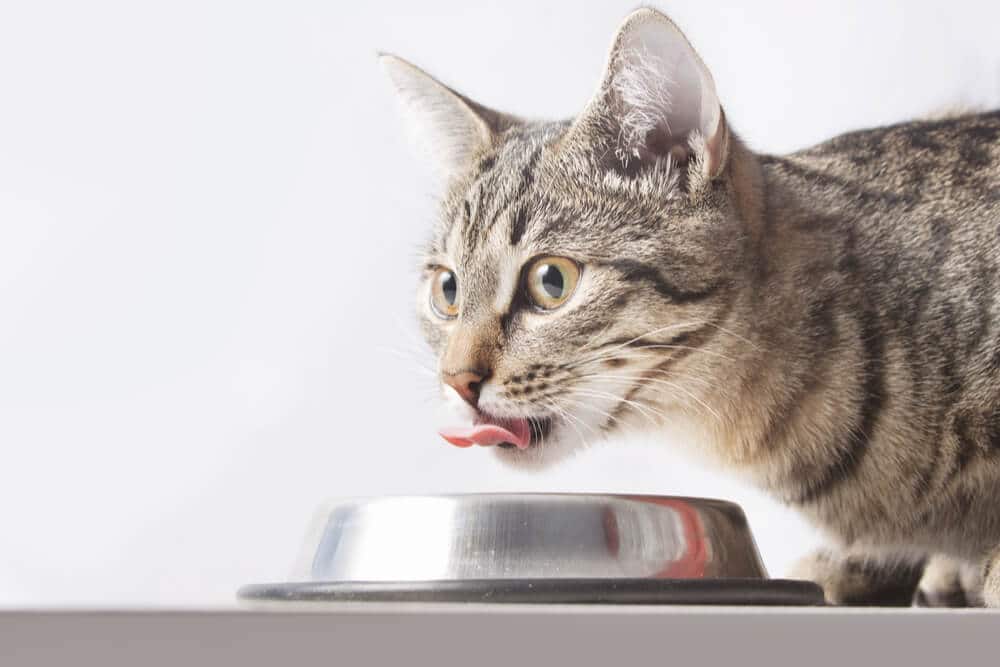 Do Cats Have A Sense Of Taste?