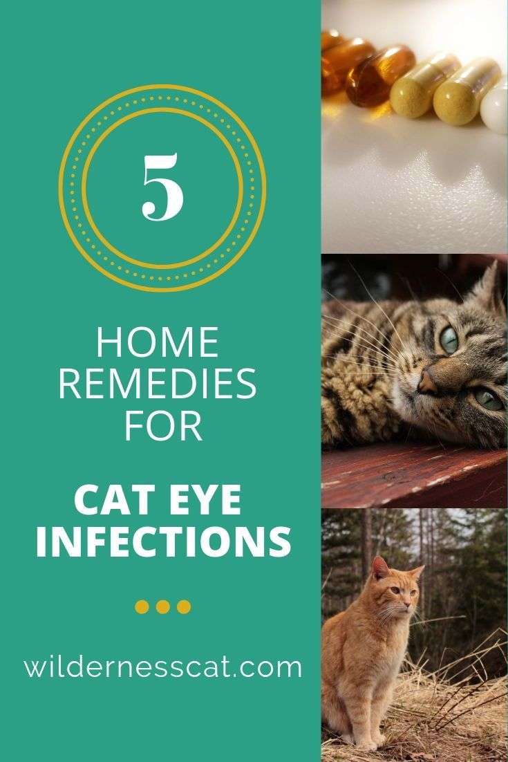 Does your cat have an eye infection? You can help treat it at home ...