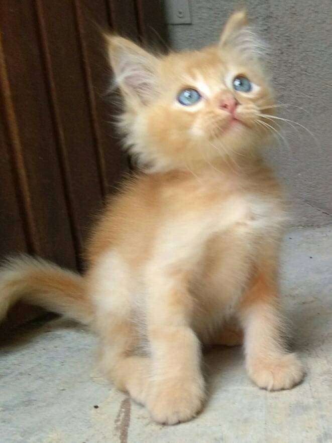 Domestic Long Hair Kitten For Adoption