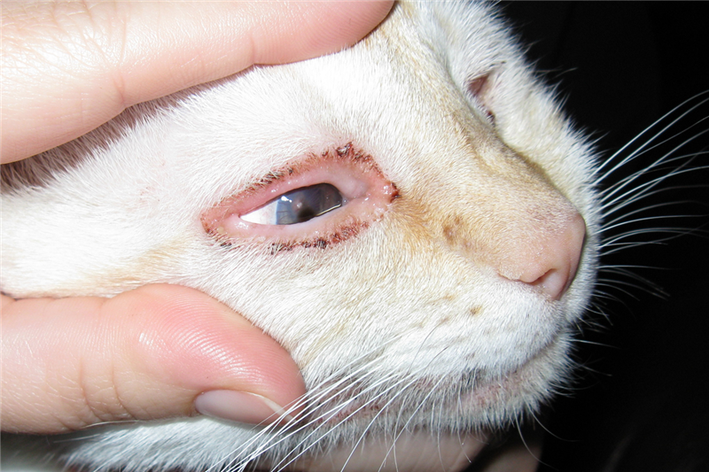 Eye Discharge in Cats