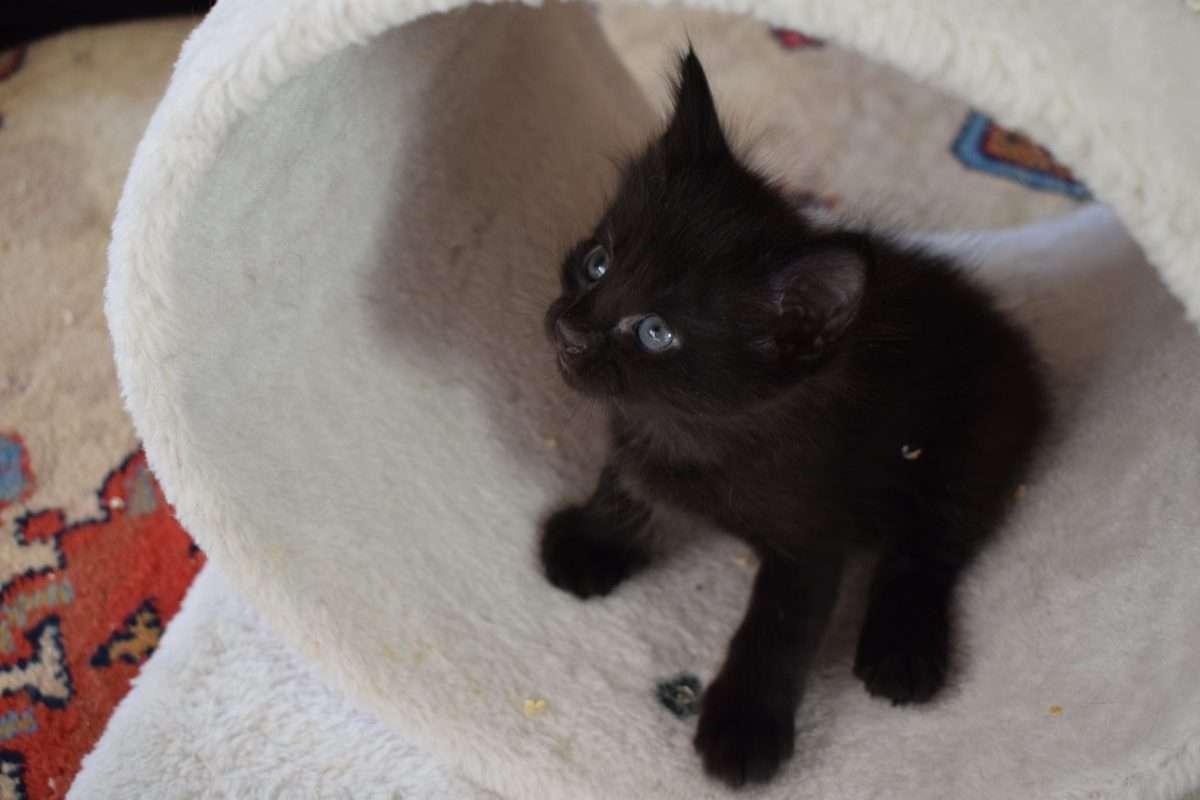 Five week old black kitten, eyes still blue. : kittens