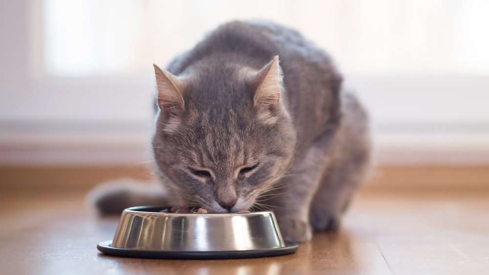 Foods You Should Never Feed Your Cat