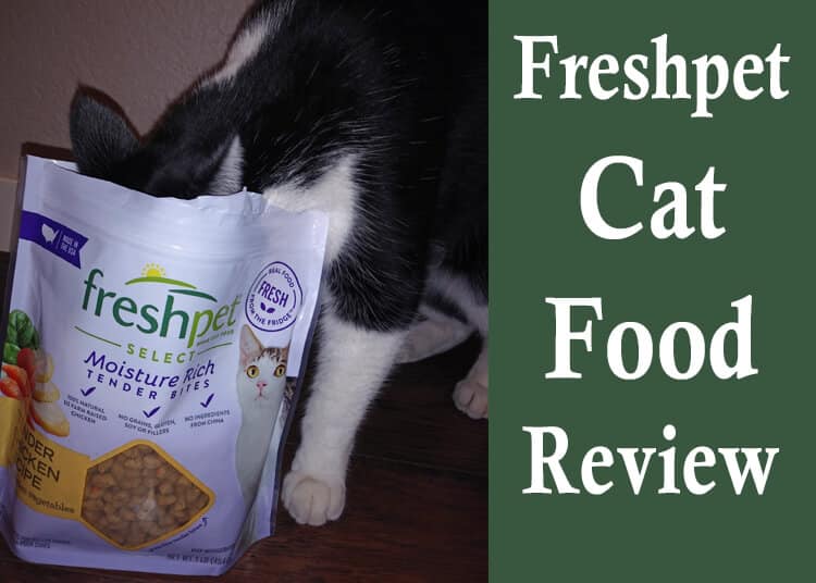 Freshpet Cat Food Review [PERFECT Cat Food?]