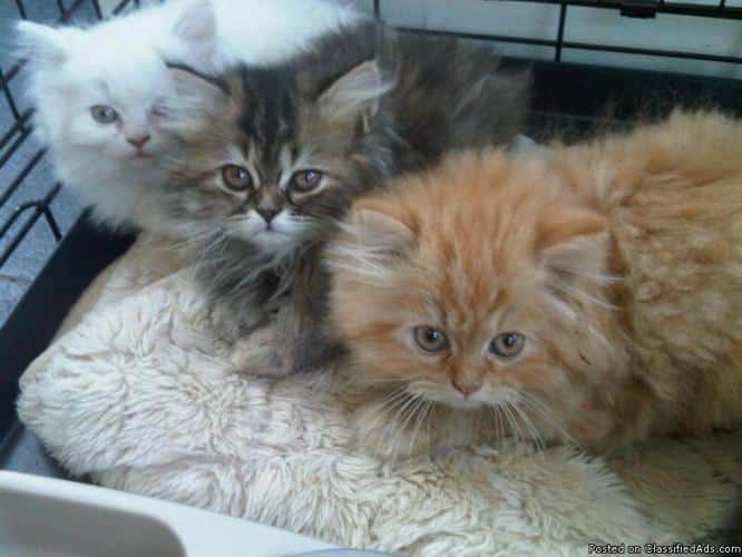 Gorgeous Persian Kittens For Sale!